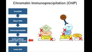 Chromatin Immunoprecipitation ChIP  Principle [upl. by Aimas]