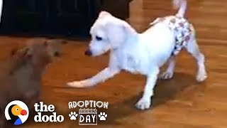 This Puppy Mill Dog Is Finally About To Get A Family  The Dodo Adoption Day [upl. by Dom]