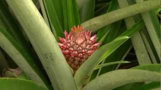 DOLE  Growing Pineapples [upl. by Aikat]