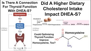 The CholesterolDHEAS Experiment A Role For Thyroid Function on DHEAS AndOr Homocysteine [upl. by Ellevel]