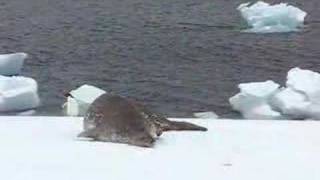 Weddell seal and Adelie Penguins Brown Bluff Antarctica [upl. by Nilcaj921]