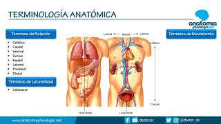 TERMINOLOGÍA ANATÓMICA  Resúmenes de Anatomía y Fisiología [upl. by Enawyd]