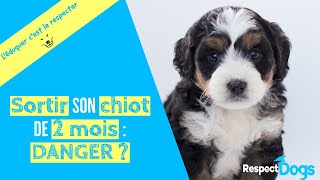 Sortir mon CHIOT de 2 mois BONNE ou MAUVAISE idée [upl. by Masera]