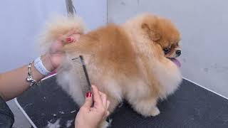 quotCUTESTquot POMERANIAN EVER AMAZING SCISSORS WORK 🐶❤️ DOG GROOMING [upl. by Ridgley]