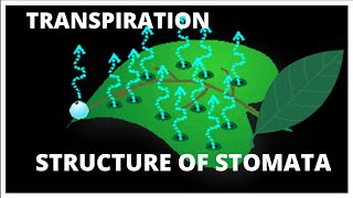 ICSE CBSE Class 10  Transpiration  L3 STRUCTURE OF STOMATA  STOMA  GUARD CELL [upl. by Sseb]