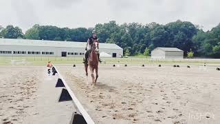 Bumble 4 yr old OTTB For Sale [upl. by Willet]