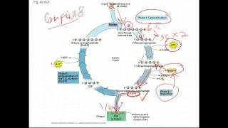 AP Biology Calvin Cycle [upl. by Atazroglam906]