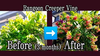 15 Tips on How to Prune amp Propagate Rangoon Creeper Vine  Part 4 Quisqualis indica [upl. by Allisirp]