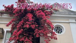 Incrível e maravilhosa florada de uma primavera vermelha [upl. by Imoyaba230]