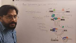 Minor spliceosome mediated splicing L4 [upl. by Ecidnarb]