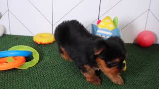 Yorkshire Terrier Puppy Trinie SD 480p [upl. by Kate]