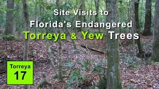 Site Visits to Floridas Endangered Torreya and Yew Trees [upl. by Tobye]