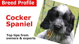 Cocker Spaniel Dog Breed Guide [upl. by Naiviv]