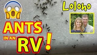 ANT INFESTATION IN THE RV [upl. by Cyndy446]