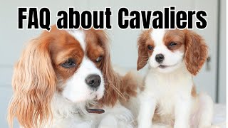 FAQ about Cavalier King Charles Spaniel  Teething Grooming Health concerns Diet Supplements [upl. by Lukey]