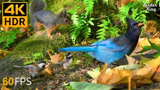 Cat TV for Cats to Watch 😺🐿️ Playful Birds and Squirrels in Fall 🐦 8 Hours4K HDR [upl. by Nnylrebma594]