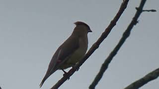 CEDAR WAXWINGS IN AUTUMN [upl. by Jenks]