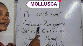 Mollusca in plus one zoology chapter2 Animal kingdomexam students zoology plustwoscience [upl. by Annil]