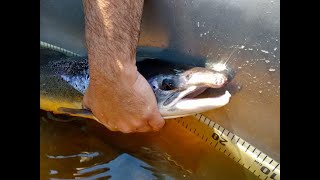 What’s New in the Penobscot River with Danielle Frechette fish biologist [upl. by Evelin]