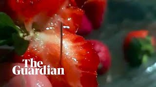 Australias strawberry needle sabotage explained [upl. by Dorsy]