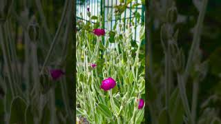 Lychnis coronaria flower flowers [upl. by Pergrim257]