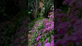 ❤️ shorts tamilsongs tamilsongstatus flowersgarden mylove veppam tamilsonglyrics tamilsong [upl. by Larrabee]