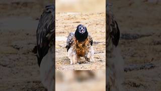 Peregrine Falcon Attack 🤯 By info fact News [upl. by Ammon]