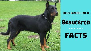 Beauceron dog breed All breed characteristics and facts about Beauceron dogs [upl. by Calandra]