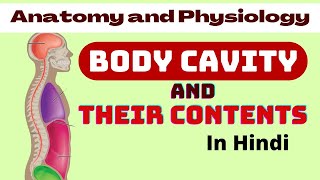 human body cavities  body cavity in hindi  cranial cavity abdominal  pelvic thoracic  anatomy [upl. by Cori122]