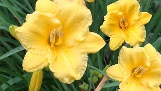 Stella de Oro Daylily Hemerocallis Stella de Oro [upl. by Desai]