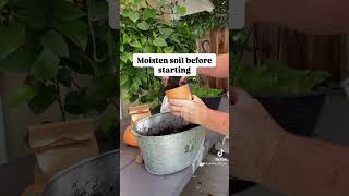 Veltheimia Bracteata Transplanting and planting seeds fyp asmr gardenideas veltheimiabracteata [upl. by Annovahs]