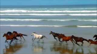 CAVALLI IN LIBERTAHORSES FOR FREEDOM Relaxing video in HD [upl. by Georgena]