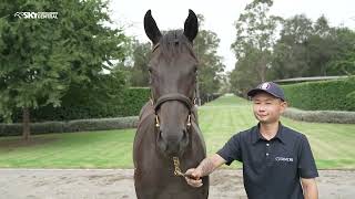 COOLMORE Stud  2024 INGLIS EASTER YEARLING SALE PREVIEW [upl. by Asinla387]