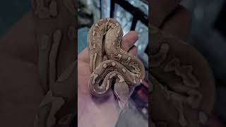 halloween happyhalloween snake reptiles pets animals shortvideo reels shorts fyp [upl. by Brear]