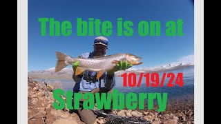 Its time to hit Strawberry The fish are in the mood to eat 101924 [upl. by Notserk741]