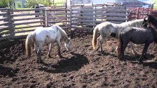 Wild horses fighting establishing position at sort [upl. by Orozco]