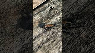 Stonefly fishingfly [upl. by Retsim]