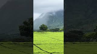 Tea plantations Mulanje Malawi [upl. by Valtin429]