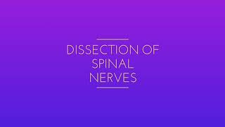 ANATOMY DISSECTION OF CERVICAL SPINE AND POSTERIOR THORACIC AND ABDOMINOPELVIC WALLSDR MITESH DAVE [upl. by Ylloj]