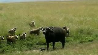 Hyenas Kill Baby Cape Buffalo  SERIOUSLY HARD TO WATCH [upl. by Alyhs]