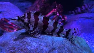 Redbarred Hawkfish Cirrhitops fasciatus  Tropical Fish [upl. by Moia]