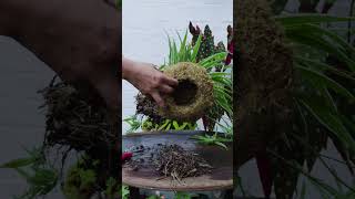 Plant spider plants planted in a large moss ball mossball [upl. by Aeslahc]