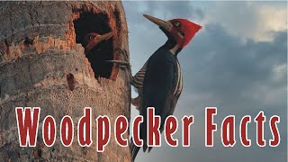 Woodpecker  Facts  Factify [upl. by Galloway]