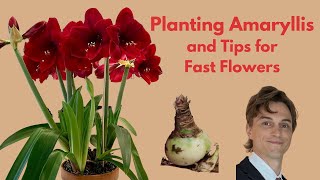 How to Plant Amaryllis Bulbs  Tips for Faster Flowering [upl. by Skricki109]