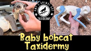 Baby bobcat taxidermy  assembly on a custom carved form [upl. by Elirpa]