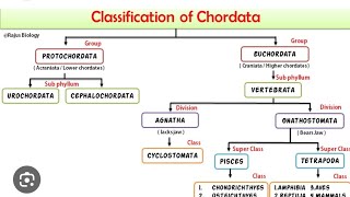 CLASSIFICATION OF CHORDATA  chordata  bsc msc 11thbiology graphical representation chordata [upl. by Hannaj121]