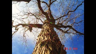 Chinese Jujube Trees Generous Living Heirlooms [upl. by Ennayhs]