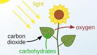 PHOTOSYNTHESIS Simply Explained  IGCSE BIOLOGY بالعربي [upl. by Janetta227]