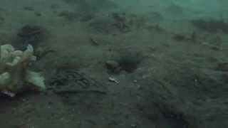 Gopro underwater Shetland 2 [upl. by Atiuqrahc]