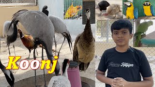 Visited Zoo and Enjoyed the Company of Beautiful Birds  Wonderful Weekend  Doctor Bhai Vlogs [upl. by Cogn]